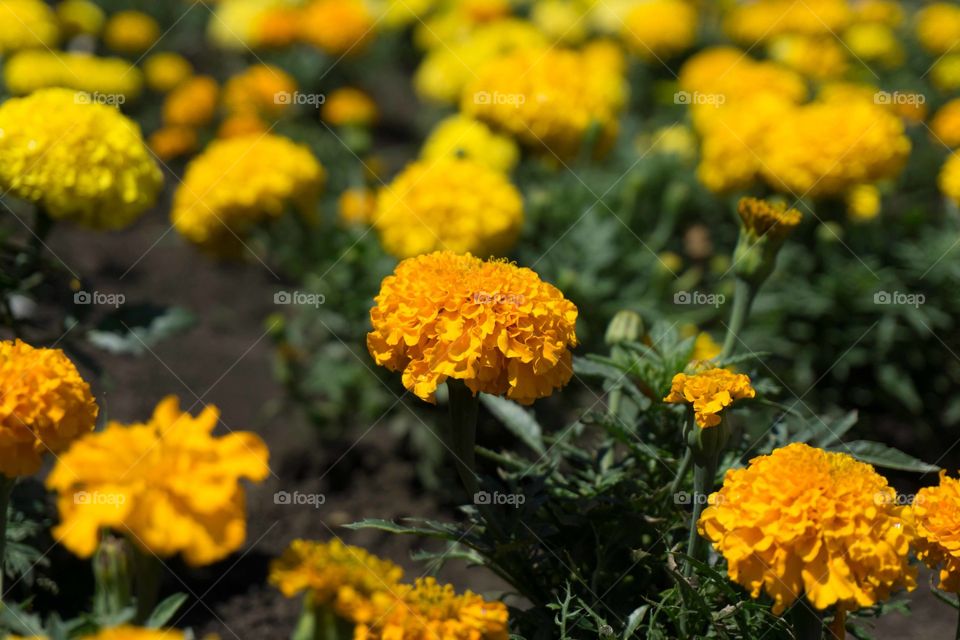 Flower, Nature, Flora, Leaf, No Person