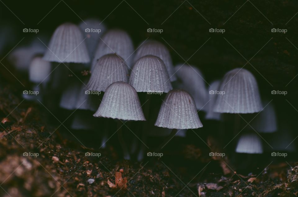 Little mushrooms