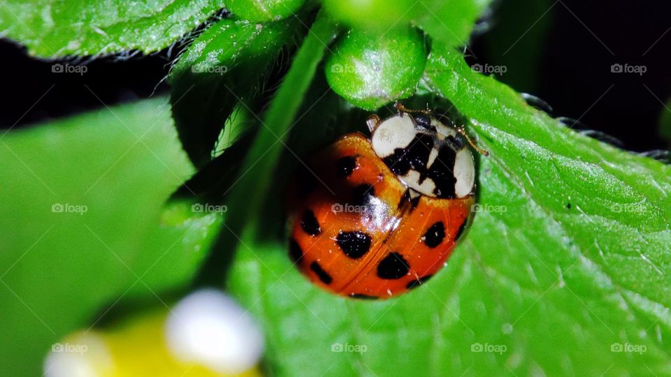Lady bug on leaf