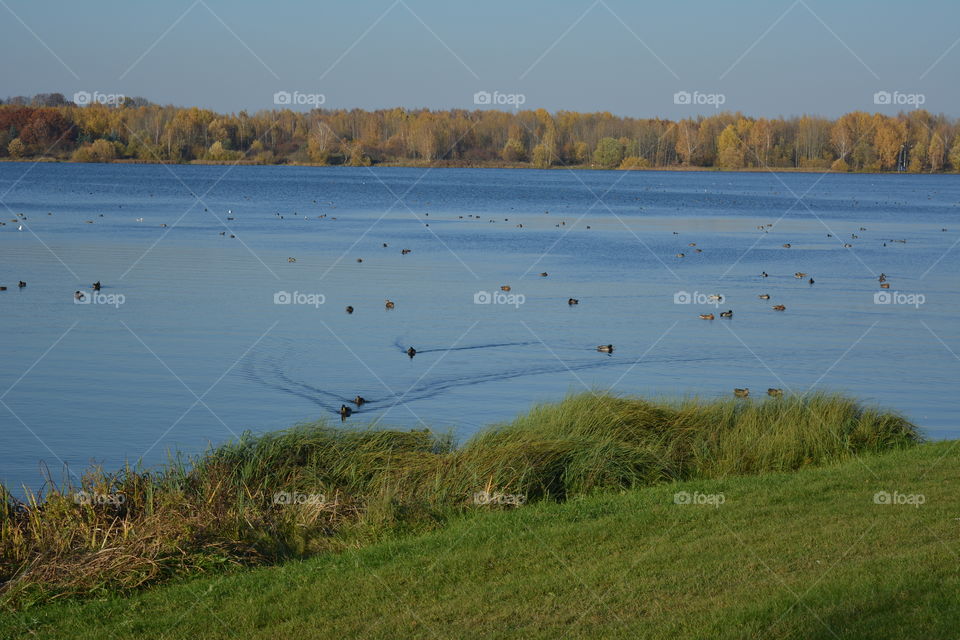 lake beautiful nature landscape and birds swimming autumn time blue sky background