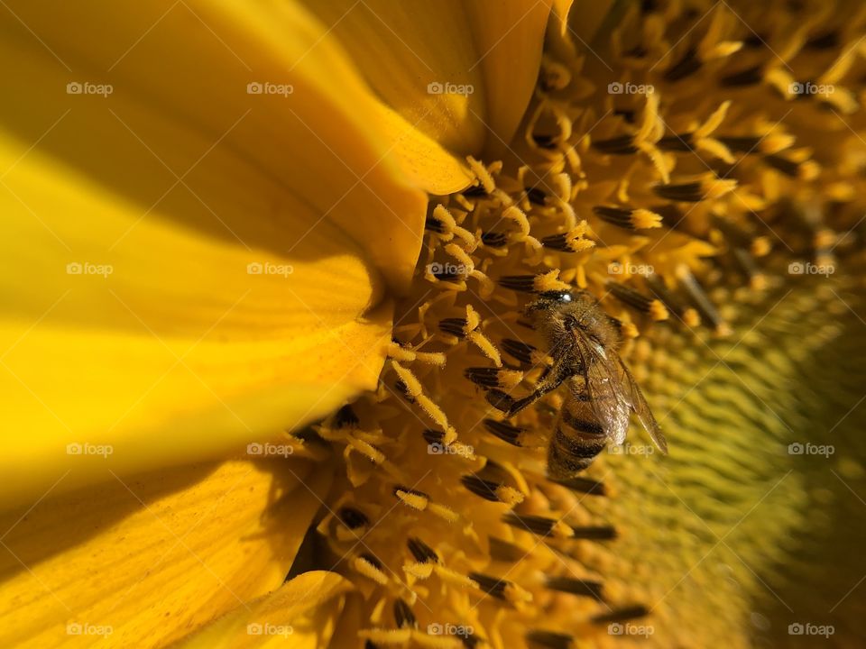 A bee on a sunflower on a sunny day. This little worker and its friends do not stop, always flying from one flower to another...