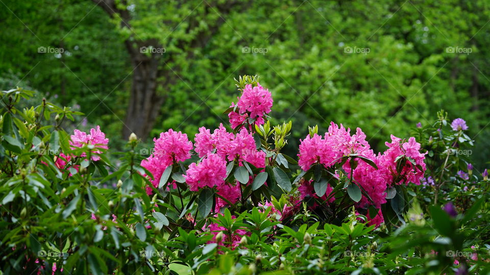 Flowers during spring in a park in Antwerp