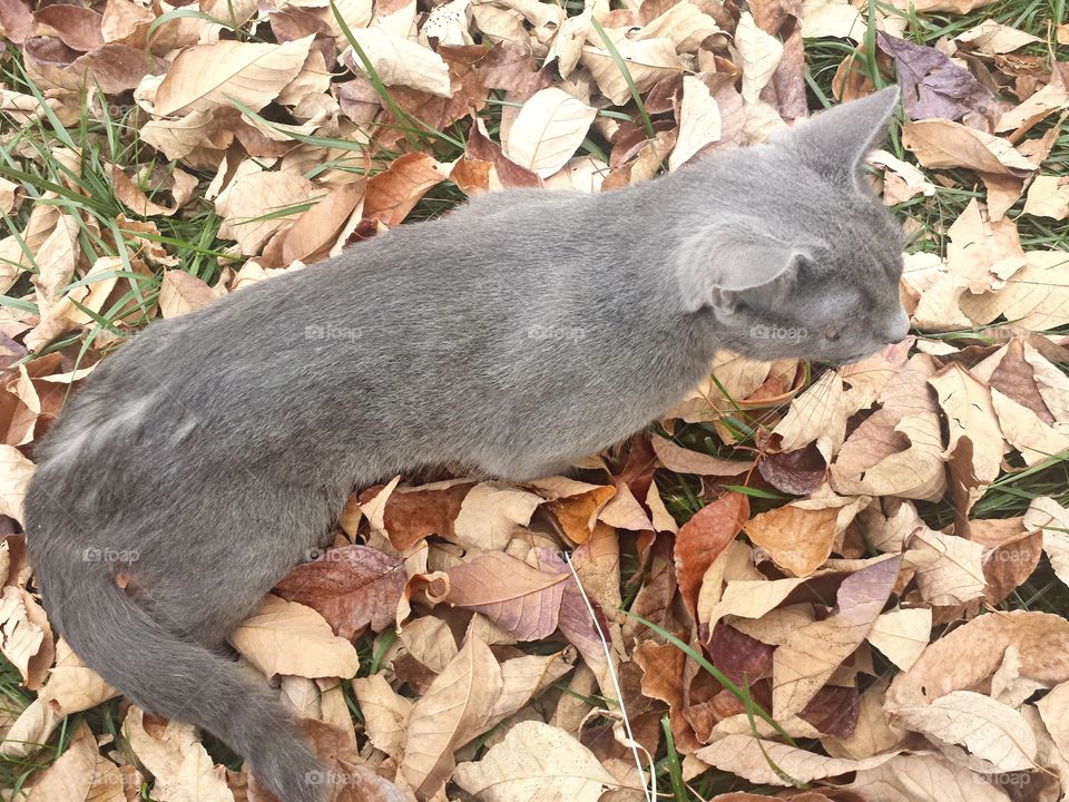 Kitty in the Leaves