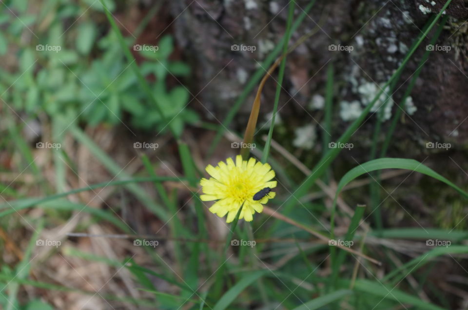 yellow flower