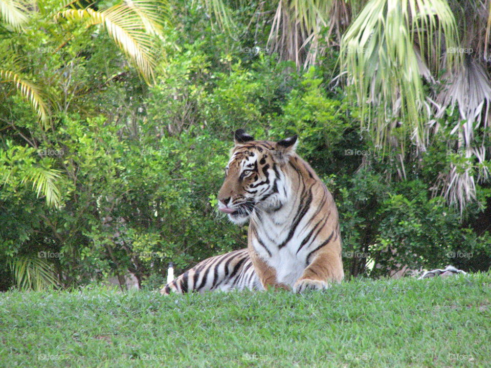 Tiger. Zoo trip
