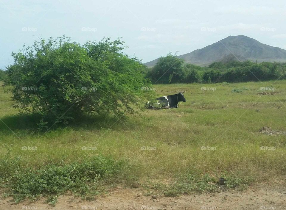 Cow in Cabo Verde