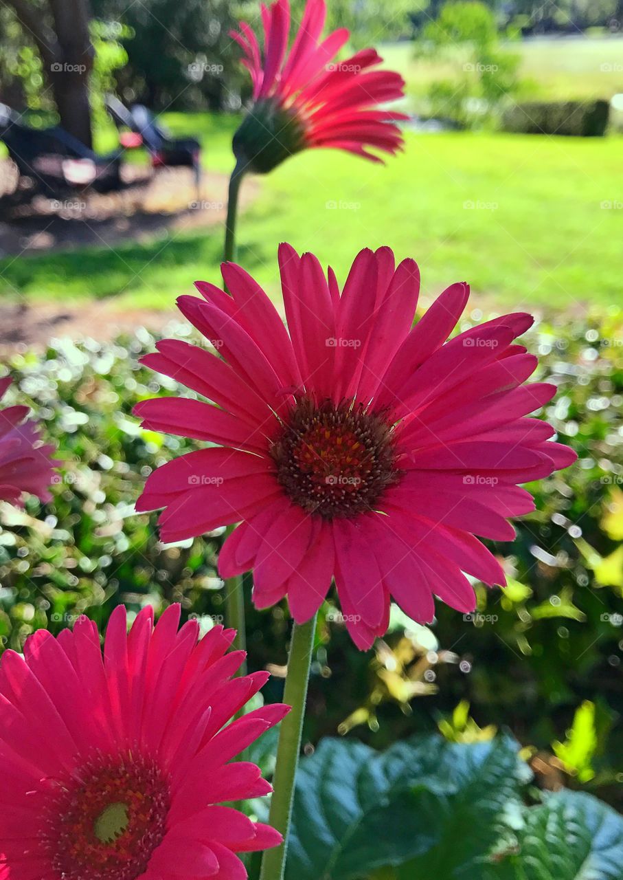 Beautiful pink flowers 