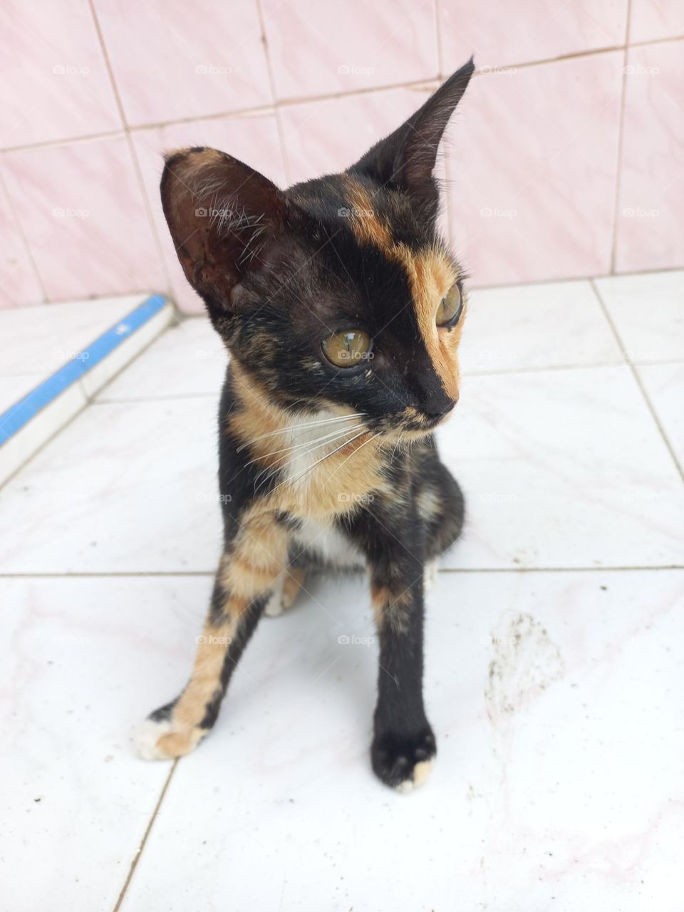 Striped cat with three beautiful colors