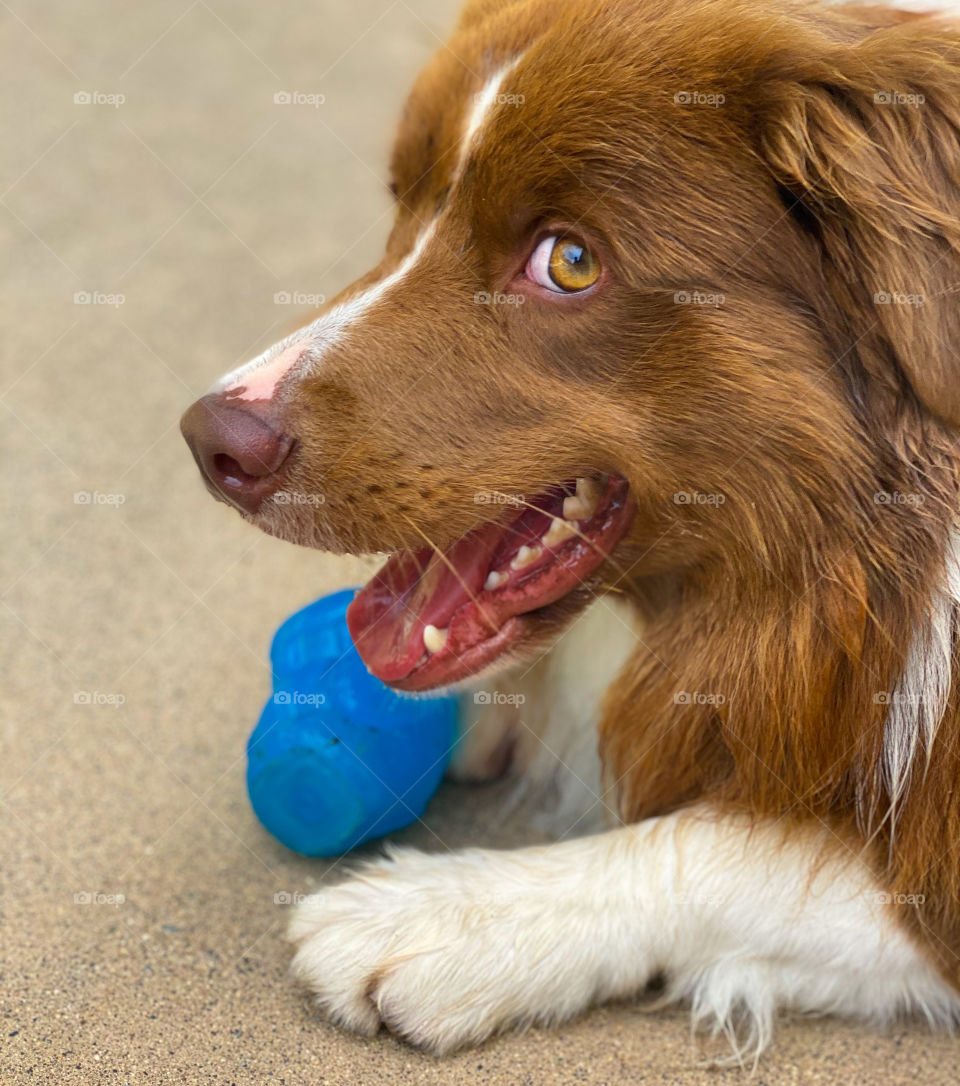 Cute brown and white border collie with a blue toy 