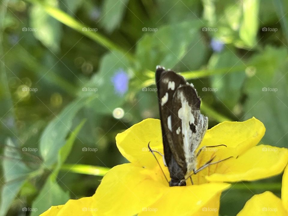 Nature in my garden, Nakhon Sawan Province , Thailand 🇹🇭