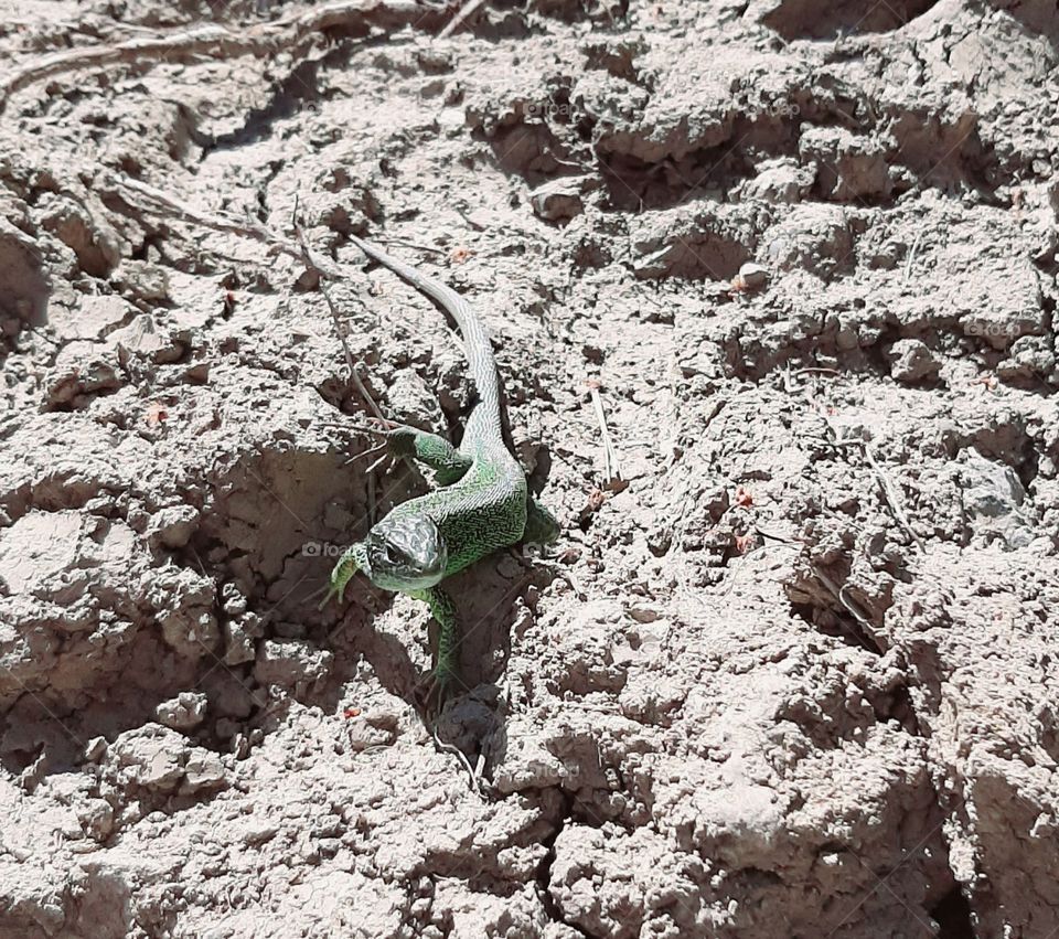 the lizard on the ground of the painting scene