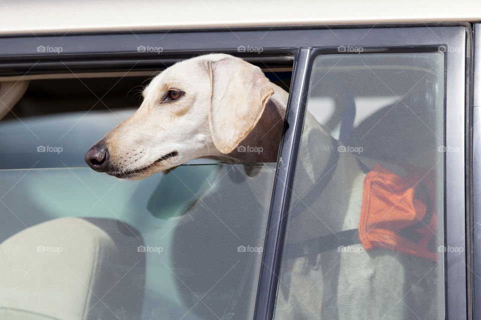 Saluki dog in a car window