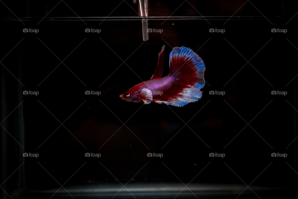 betta fish