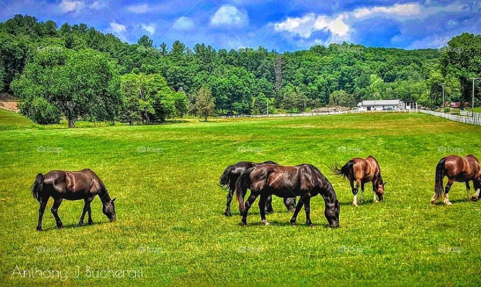 grazing horses