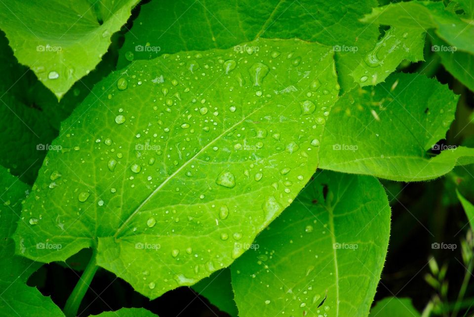 Leafs with droplets