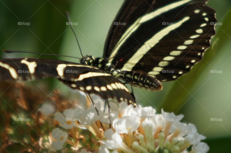 Zebra Longwing butterfly