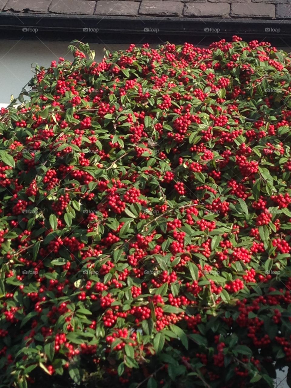 Red Berrys. Full bush found in a garden 