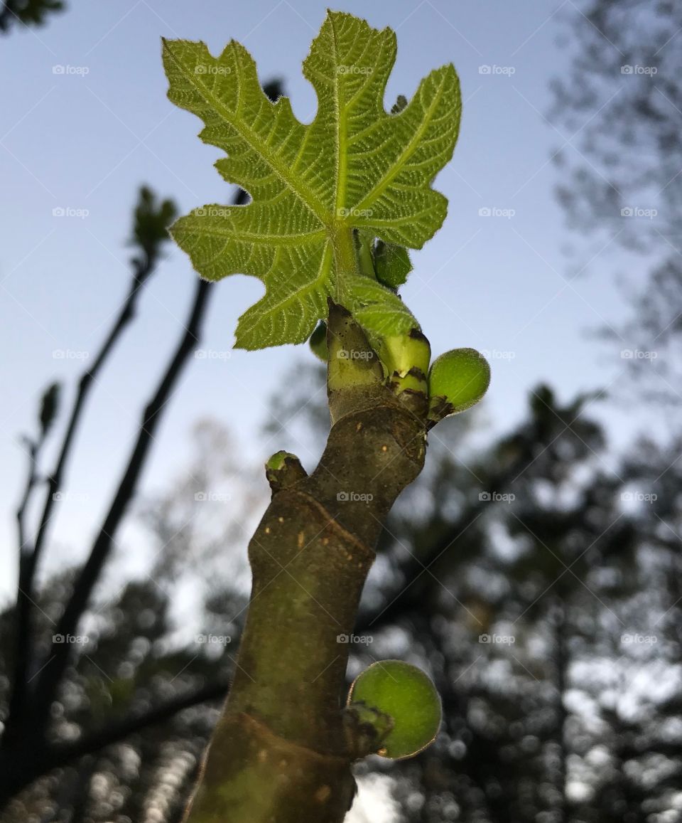 Fig tree
