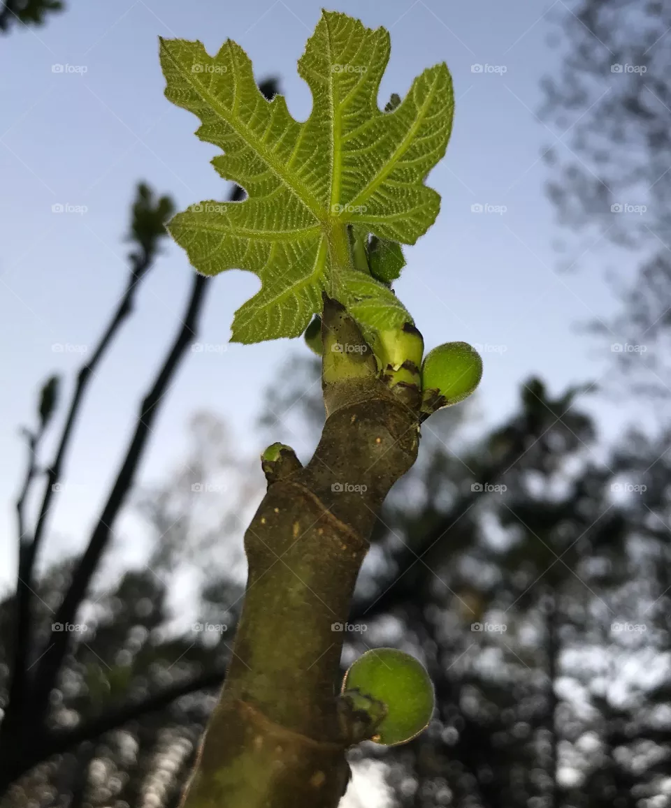 Fig tree
