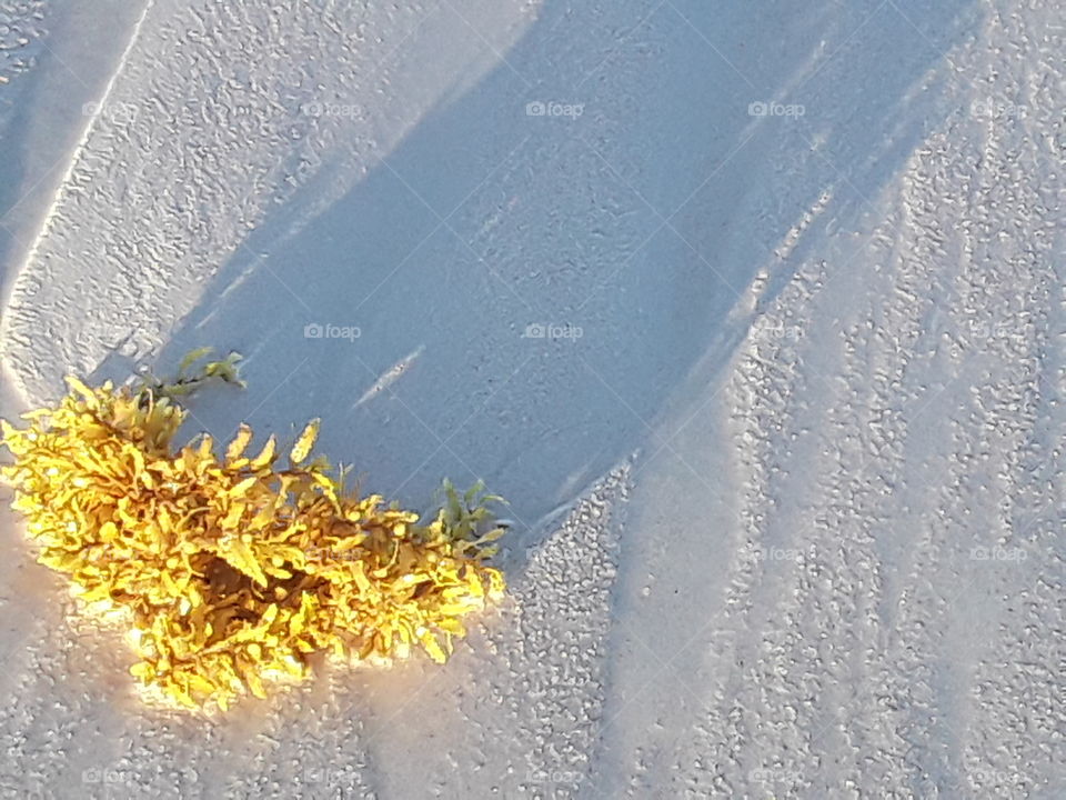 algae on coral sand