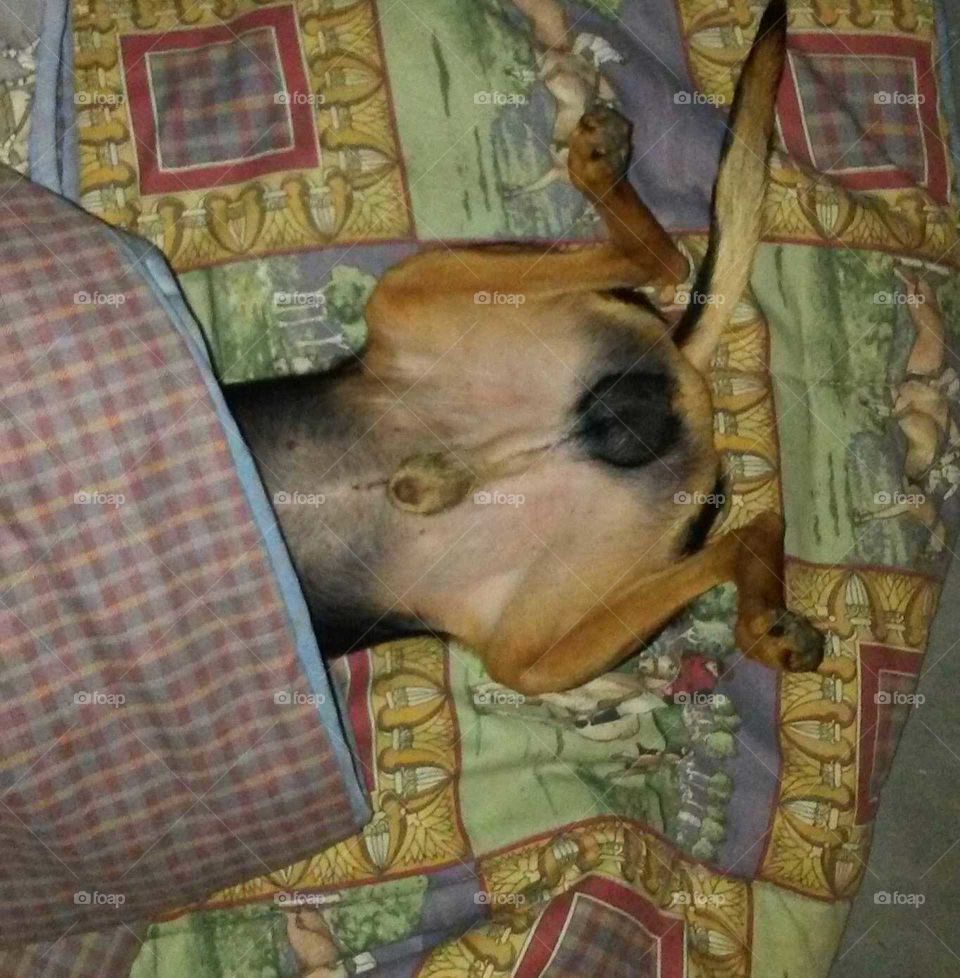 Este perrito se llama Tomy, es nativo de Tinaquillo Edo Cojedes, Venezuela. Ahora vive en Caracas, Distrito Capital. El le encanta dormir así.