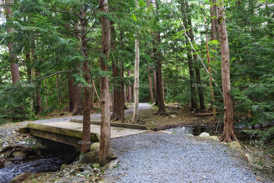 Gravel walking path through the forest with a wooden bridge crossing a small stream.
