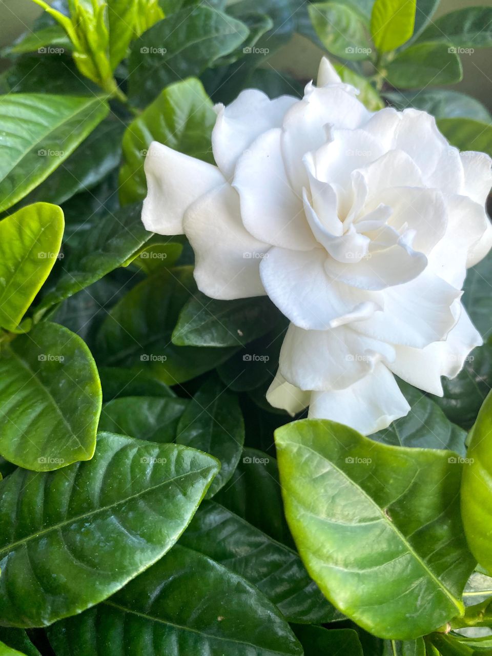 Fragrant gardenia, like a brlde