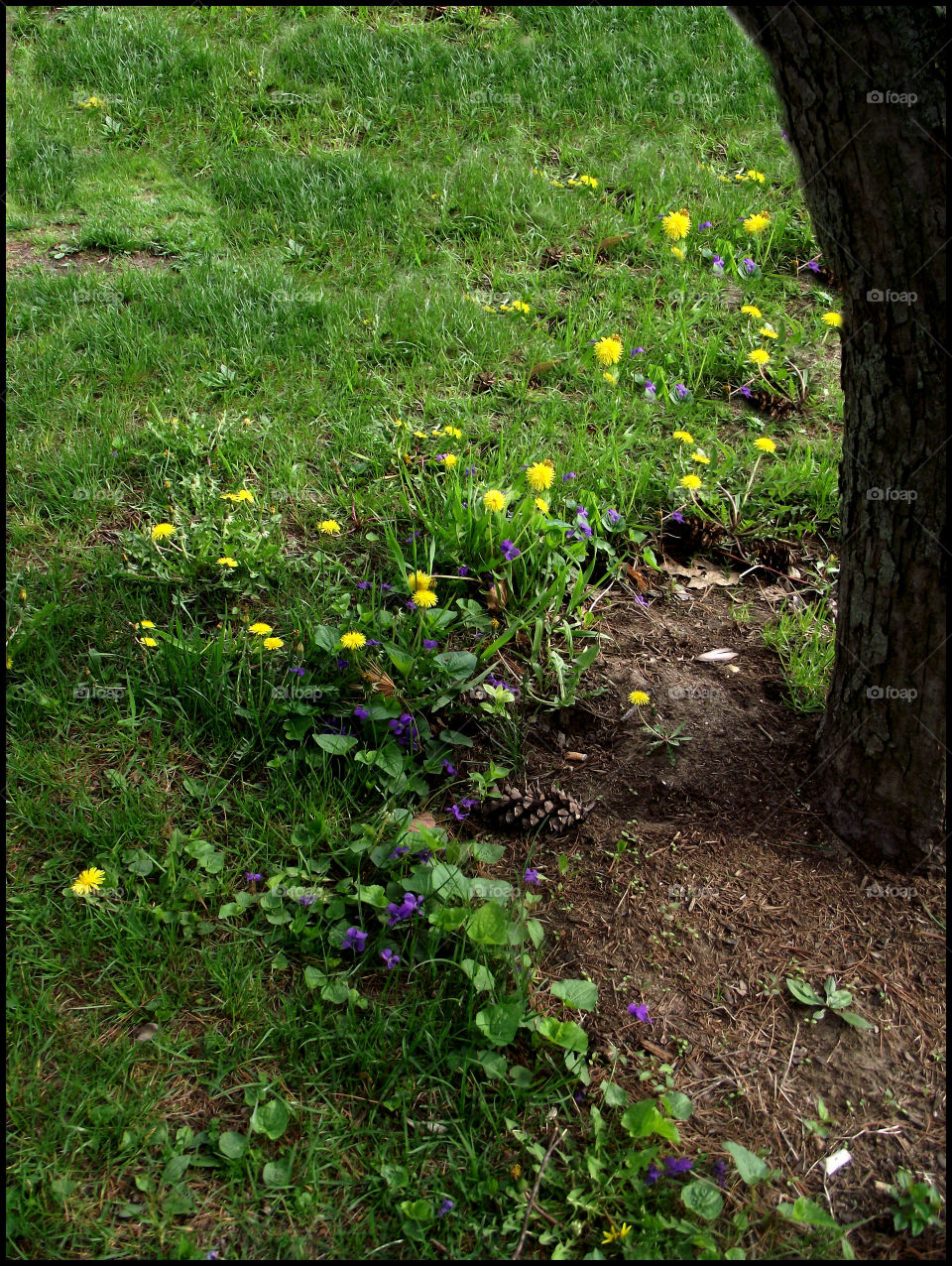 Dandelions. Dandelions under tree