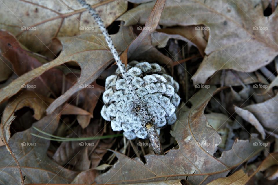 a jumble of textures,.  leaves and pinecone.