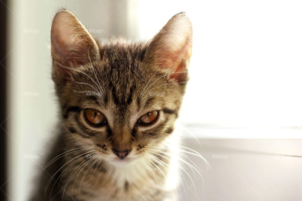 Kitten squinting at the camera