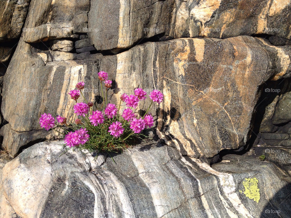 Flowering plant on rock in sunlight