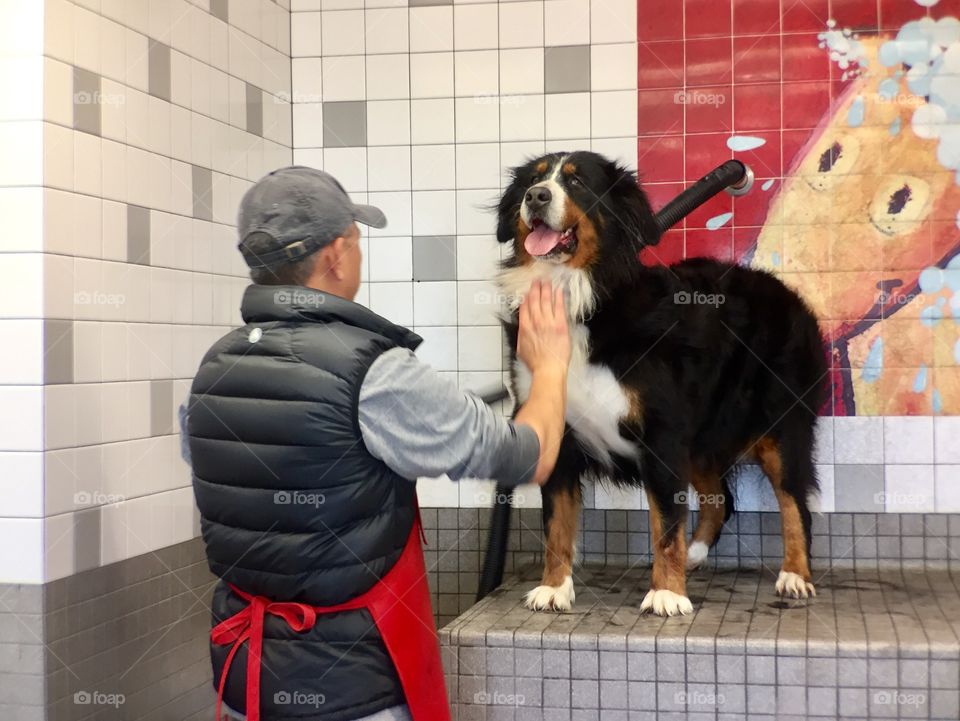 Cleaning dog 