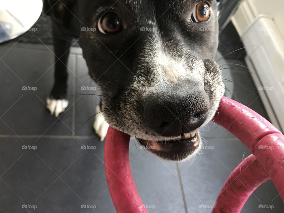 Cute dog playing with toy and bright happy eyes 