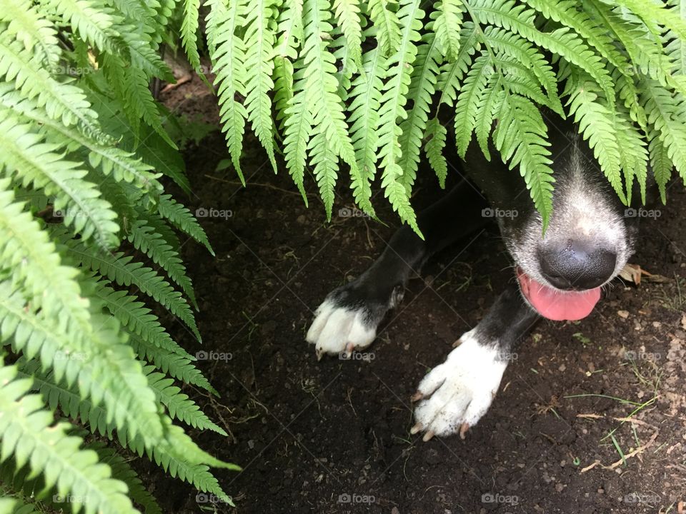 Cute Dog with tongue sticking out hiding while cooling off in the shade under a fern plant in garden during summer time play in garden 