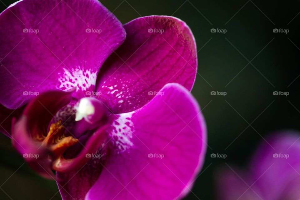 Plants around us, beautiful violet orchid flower closeup