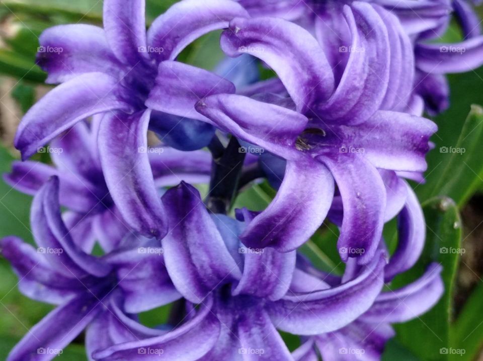 Flowers blue-purple - Oriental hyacinth.