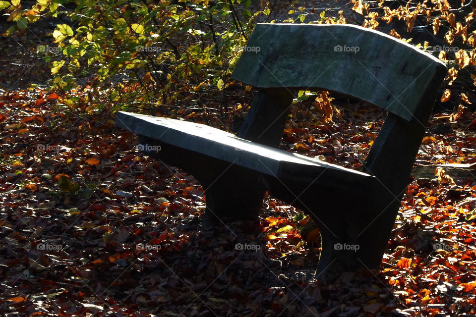 Bench in the forest - Autumn -