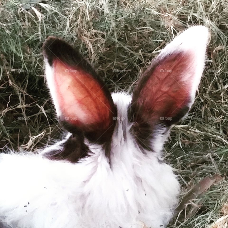 the ears