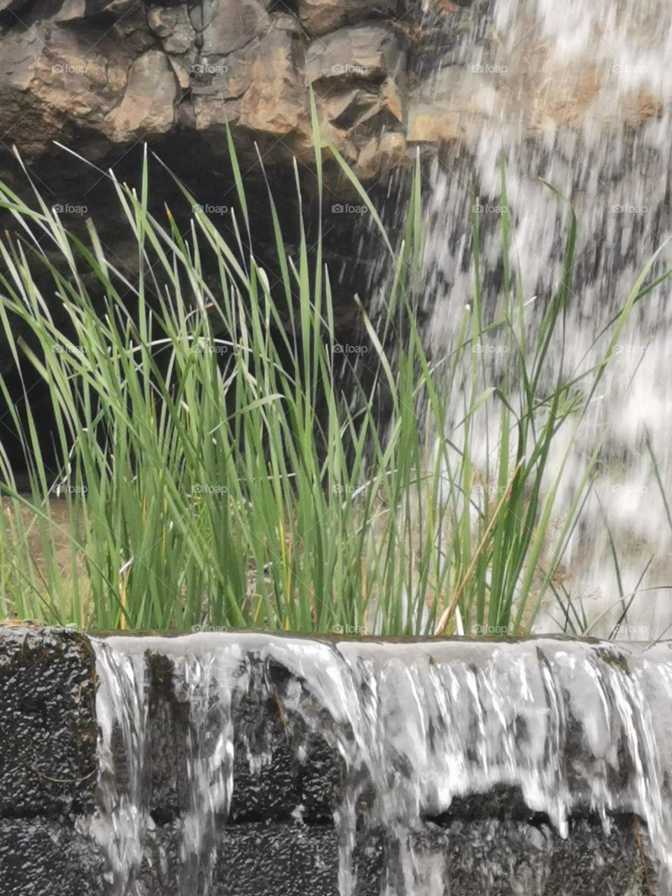 hierba crecida al lado de cascada
