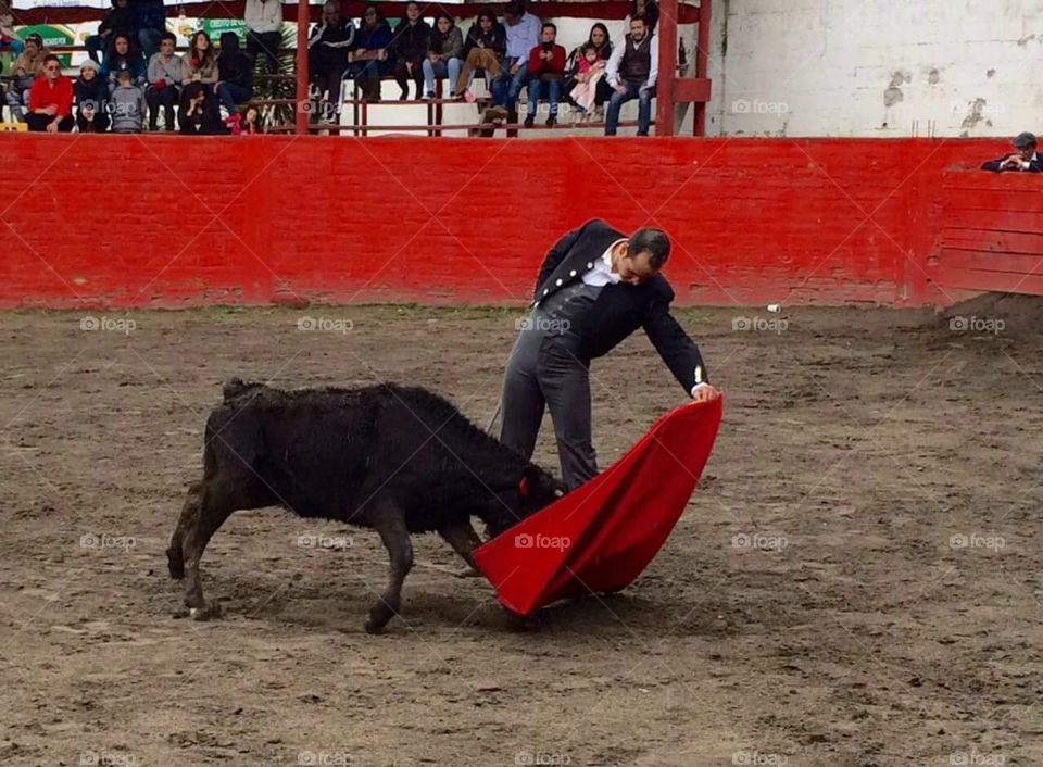 Close-up of a bullfight