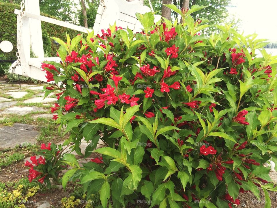 Weigela bush
