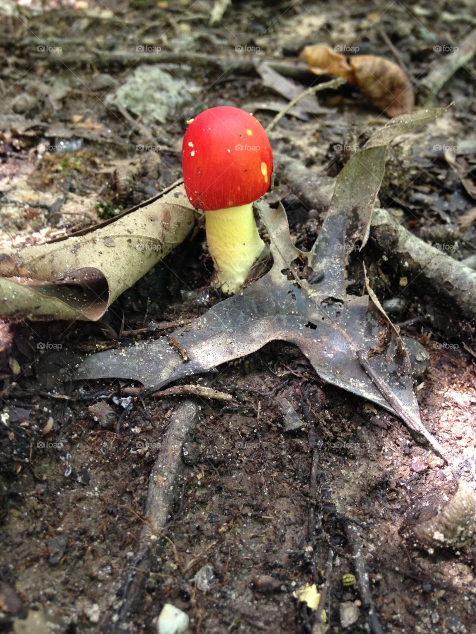 Little Mushroom 