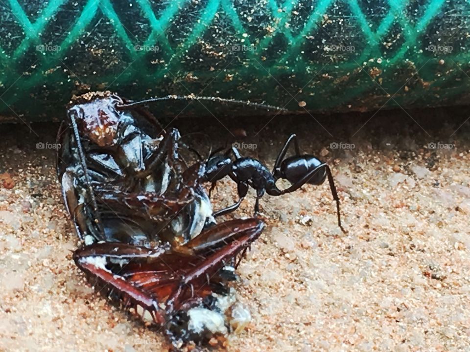 Black ant dragging dead cockroach