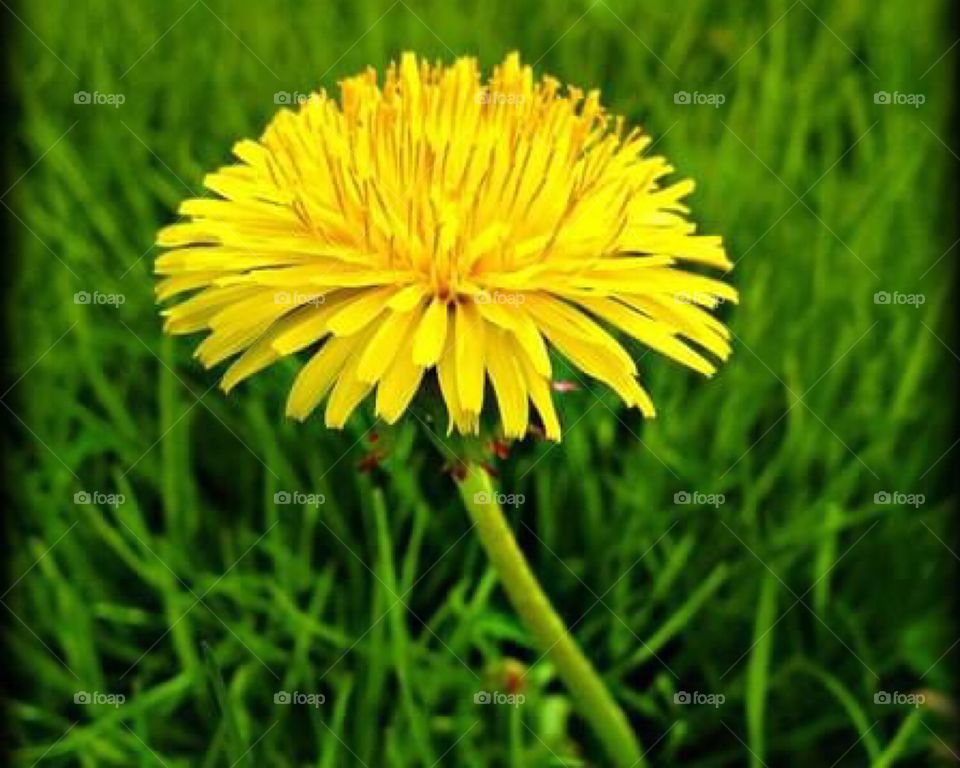 Dandelion