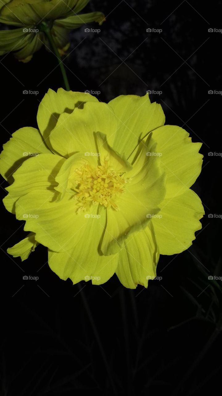 sweet yellow flower