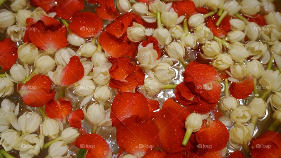 Jasmine and rose floating on water