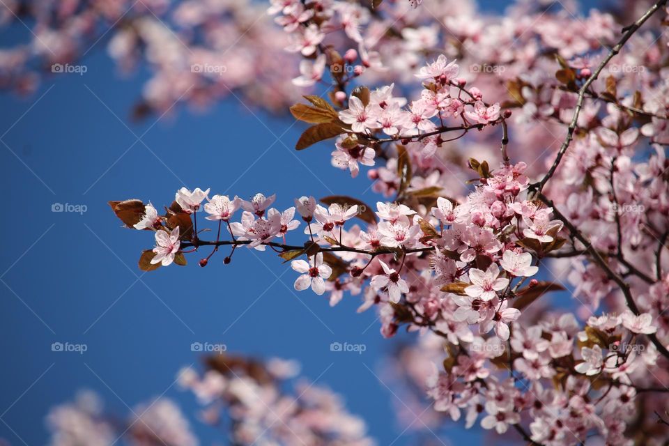 Pink spring flowers