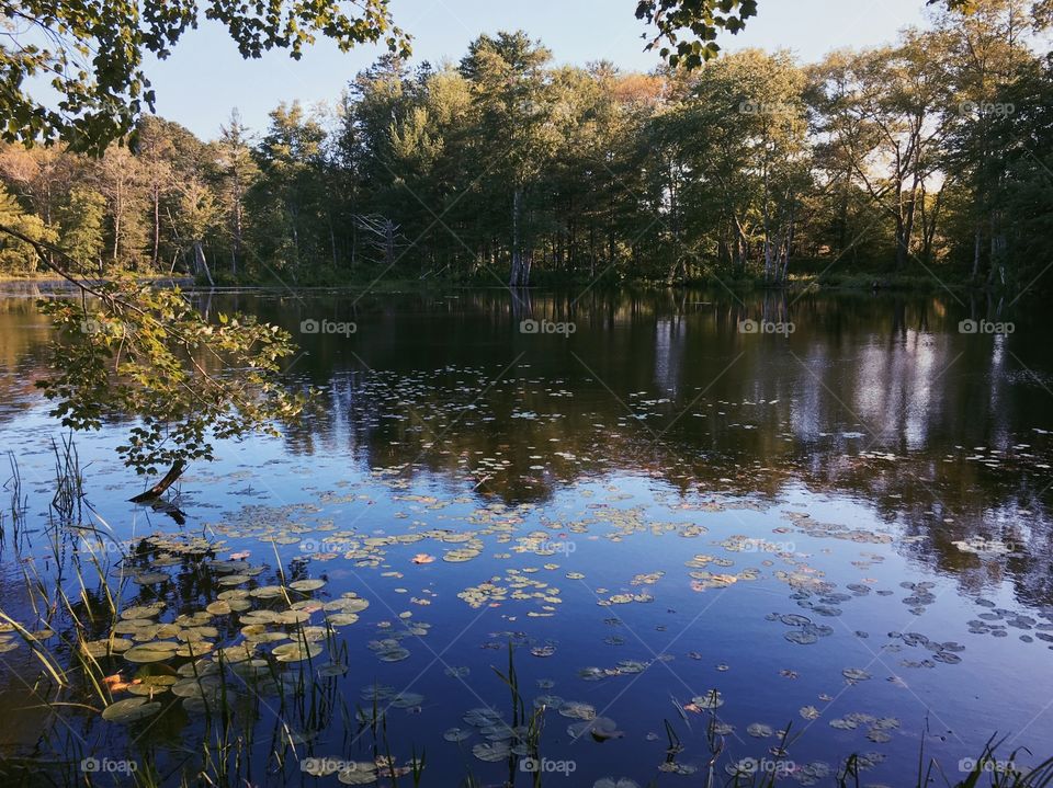 Monet Pond