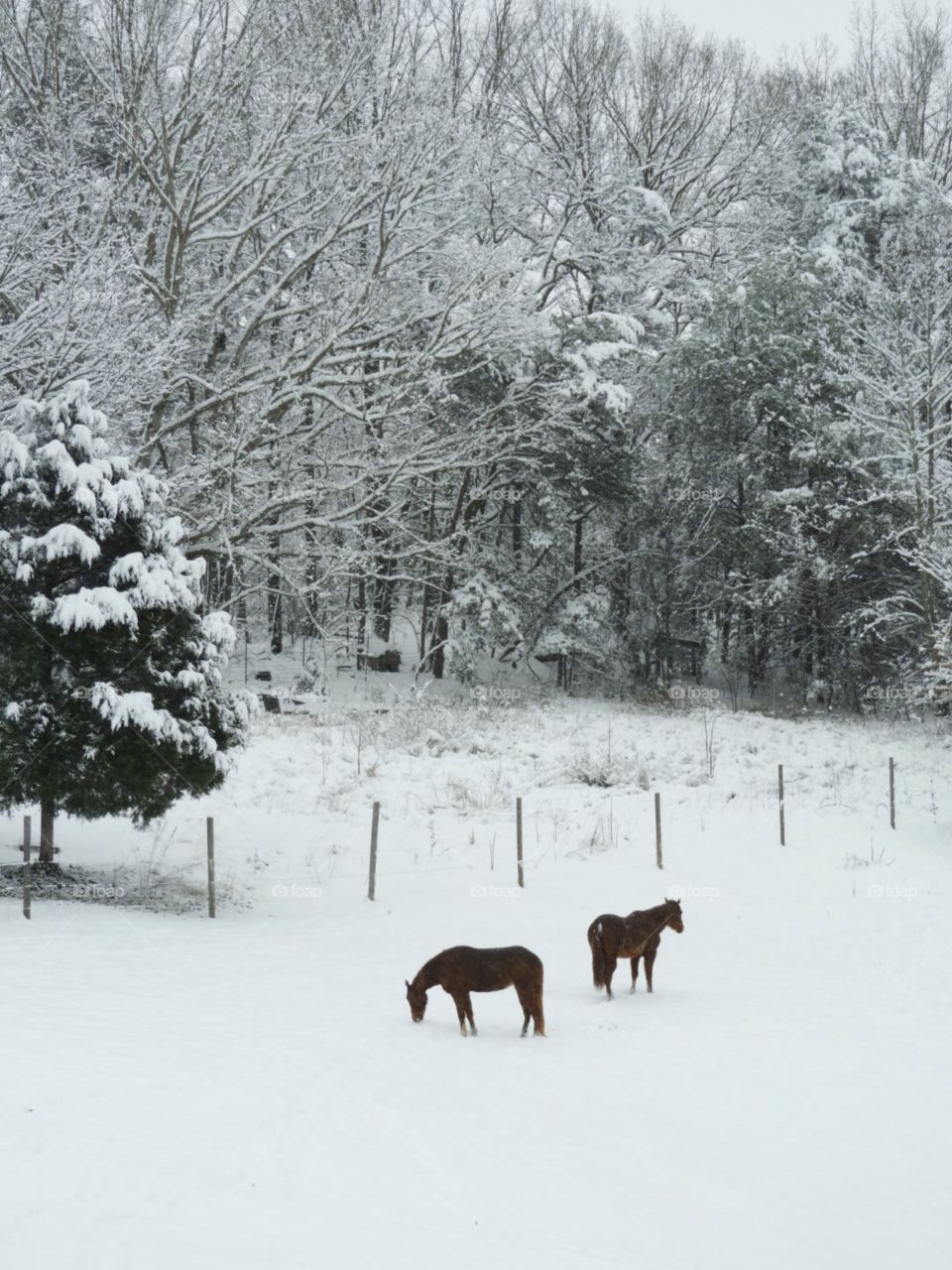 Snow covered horses
