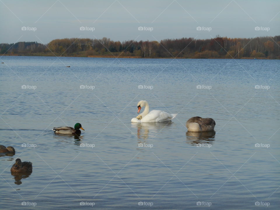 Lake, Water, Duck, Bird, Goose